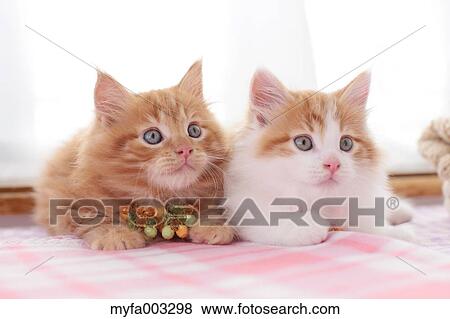 Stock Photo - Kittens. Fotosearch