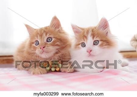 Kittens View Large Photo Image Stock Photo - Kittens. Fotosearch