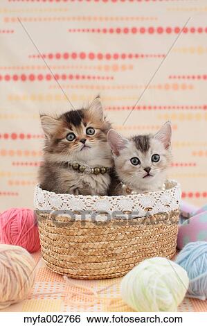 Kittens View Large Photo Image Stock Photograph - Kittens. Fotosearch