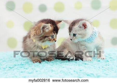 Kittens View Large Photo Image Stock Photograph - Kittens. Fotosearch
