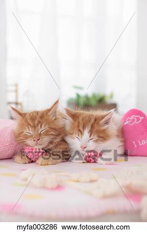 Stock Photograph - Kittens. Fotosearch