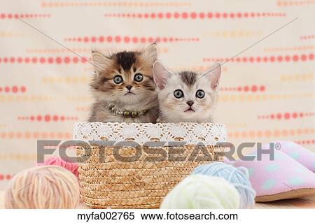 Kittens View Large Photo Image Stock Photography - Kittens. Fotosearch