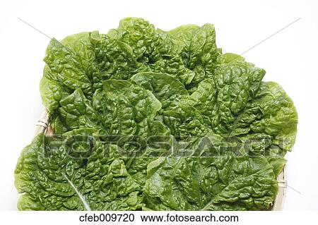 Korean Lettuce View Large Photo Image Stock Image - Korean Lettuce. Fotosearch