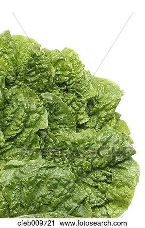 Korean Lettuce View Large Photo Image Stock Image - Korean Lettuce. Fotosearch