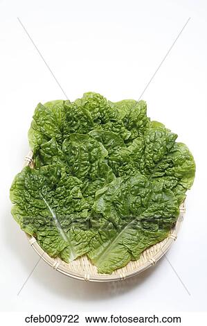 Stock Image - Korean Lettuce. Fotosearch