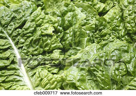 Korean Lettuce View Large Photo Image Stock Photo - Korean Lettuce. Fotosearch