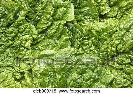 Korean Lettuce View Large Photo Image Stock Photo - Korean Lettuce. Fotosearch