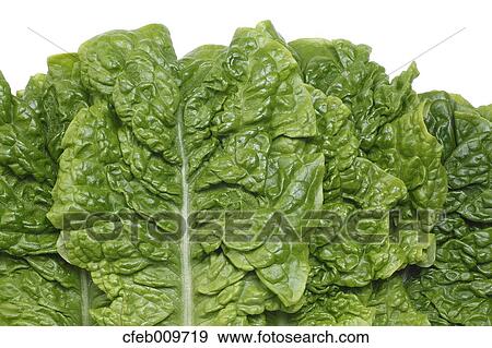 Korean Lettuce View Large Photo Image Stock Photo - Korean Lettuce. Fotosearch