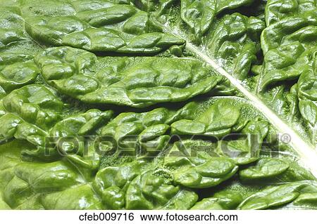 Stock Photograph - Korean Lettuce. Fotosearch