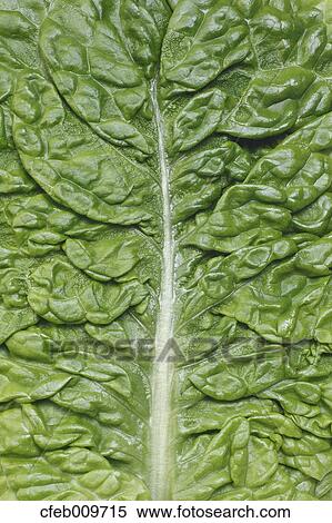 Stock Photography - Korean Lettuce. Fotosearch
