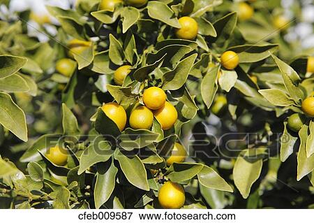 Kumquats View Large Photo Image Stock Photo - Kumquats. Fotosearch