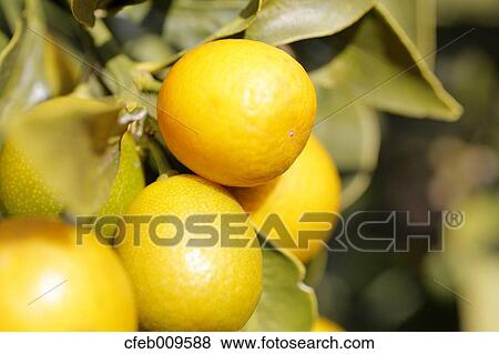 Kumquats View Large Photo Image Stock Photo - Kumquats. Fotosearch