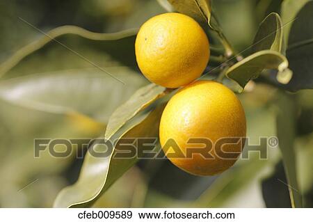 Kumquats View Large Photo Image Stock Photo - Kumquats. Fotosearch