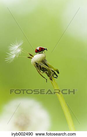 Ladybug on Dandelion View Large Photo Image Stock Image - Ladybug on Dandelion. Fotosearch