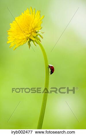 Ladybug on Dandelion View Large Photo Image Stock Photo - Ladybug on Dandelion. Fotosearch