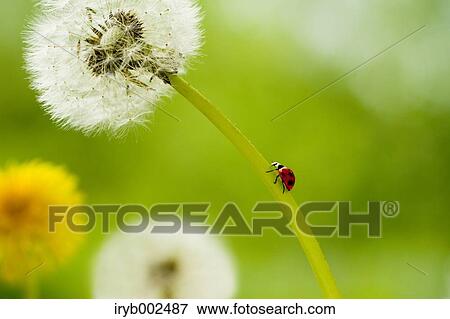Ladybug on Dandelion View Large Photo Image Stock Photo - Ladybug on Dandelion. Fotosearch