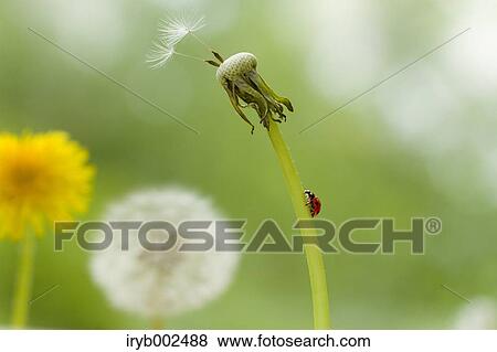 Ladybug on Dandelion View Large Photo Image Stock Photo - Ladybug on Dandelion. Fotosearch