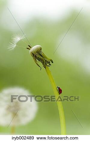 Ladybug on Dandelion View Large Photo Image Stock Photo - Ladybug on Dandelion. Fotosearch