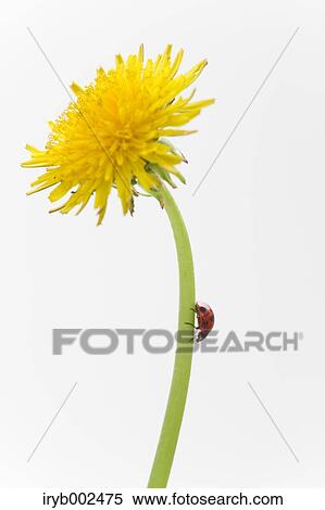 Ladybug on Dandelion View Large Photo Image Stock Photography - Ladybug on Dandelion. Fotosearch