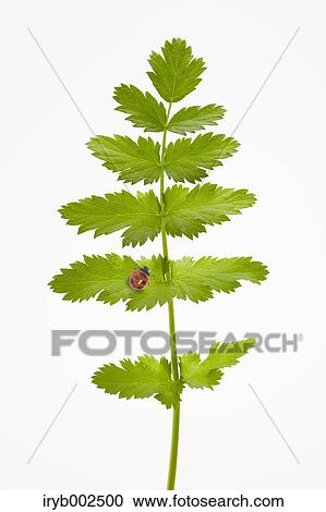Ladybug on green leaf View Large Photo Image Stock Image - Ladybug on green leaf. Fotosearch