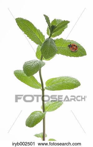 Stock Image - Ladybug on green leaf. Fotosearch