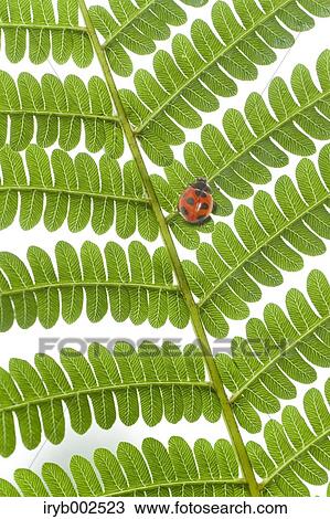 Ladybug on green leaf View Large Photo Image Stock Image - Ladybug on green leaf. Fotosearch
