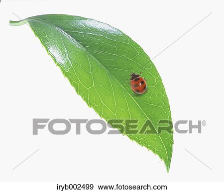 Ladybug on green leaf View Large Photo Image Stock Photo - Ladybug on green leaf. Fotosearch
