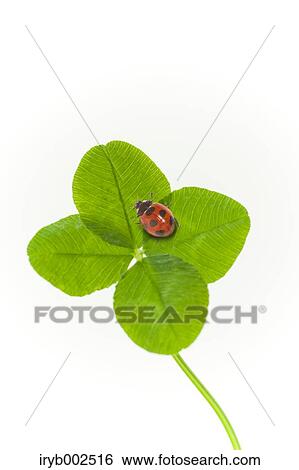 Ladybug on green leaf View Large Photo Image Stock Photograph - Ladybug on green leaf. Fotosearch