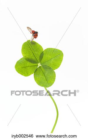 Ladybug on green leaf View Large Photo Image Stock Photograph - Ladybug on green leaf. Fotosearch