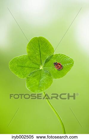 Ladybug on green leaf View Large Photo Image Stock Photography - Ladybug on green leaf. Fotosearch