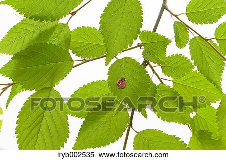 Ladybug on green leaf View Large Photo Image Stock Photography - Ladybug on green leaf. Fotosearch