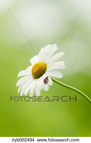 Ladybug on Margaret View Large Photo Image Picture - Ladybug on Margaret. Fotosearch