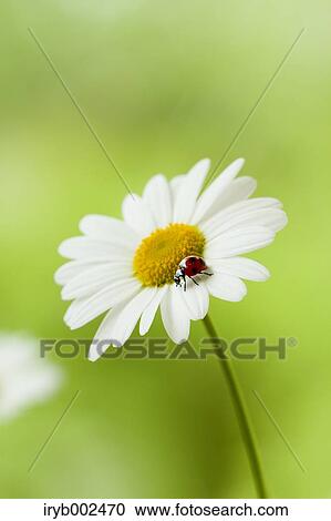 Ladybug on Margaret View Large Photo Image Stock Image - Ladybug on Margaret. Fotosearch
