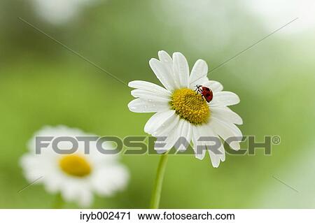 Ladybug on Margaret View Large Photo Image Stock Image - Ladybug on Margaret. Fotosearch