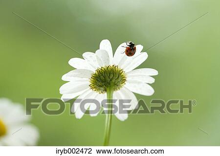 Ladybug on Margaret View Large Photo Image Stock Image - Ladybug on Margaret. Fotosearch