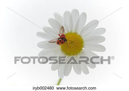 Ladybug on Margaret View Large Photo Image Stock Image - Ladybug on Margaret. Fotosearch
