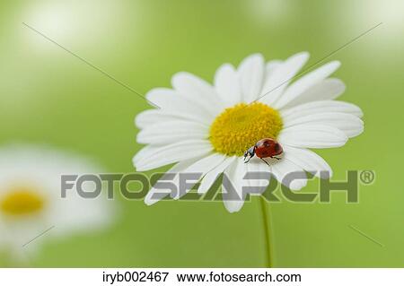 Ladybug on Margaret View Large Photo Image Stock Photo - Ladybug on Margaret. Fotosearch