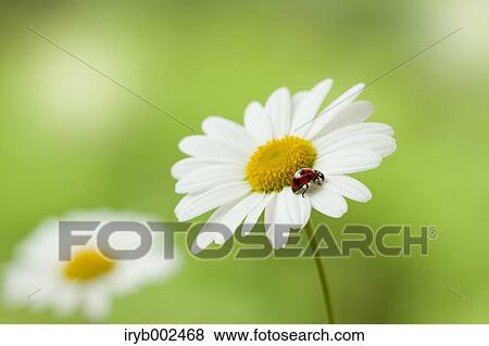 Ladybug on Margaret View Large Photo Image Stock Photo - Ladybug on Margaret. Fotosearch