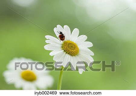 Ladybug on Margaret View Large Photo Image Stock Photo - Ladybug on Margaret. Fotosearch