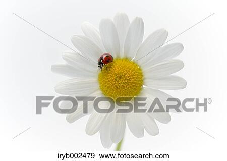 Ladybug on Margaret View Large Photo Image Stock Photo - Ladybug on Margaret. Fotosearch