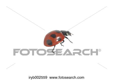 Ladybug View Large Photo Image Stock Photo - Ladybug. Fotosearch