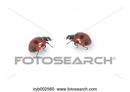 Ladybugs View Large Photo Image Stock Image - Ladybugs. Fotosearch