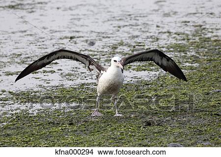 Laysan Albatross View Large Photo Image Picture - Laysan Albatross. Fotosearch