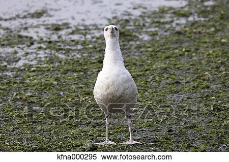 Laysan Albatross View Large Photo Image Stock Photography - Laysan Albatross. Fotosearch