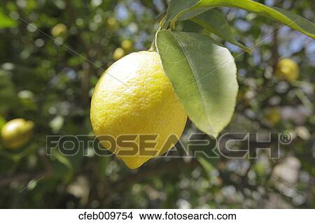 Lemon View Large Photo Image Picture - Lemon. Fotosearch