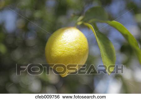 Stock Photograph - Lemon. Fotosearch