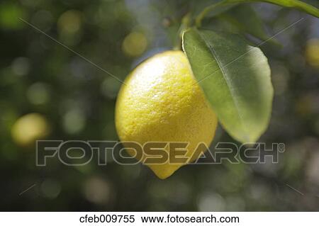 Lemon View Large Photo Image Stock Photography - Lemon. Fotosearch