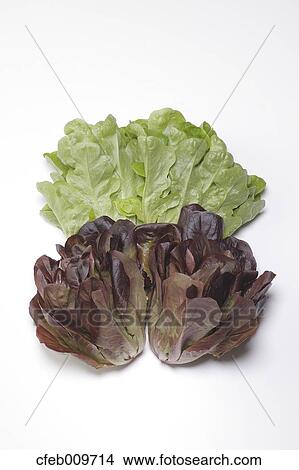 Lettuce View Large Photo Image Picture - Lettuce. Fotosearch