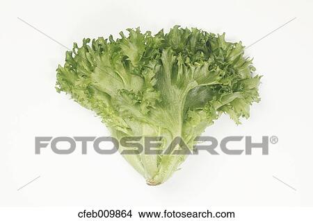 Lettuce View Large Photo Image Picture - Lettuce. Fotosearch