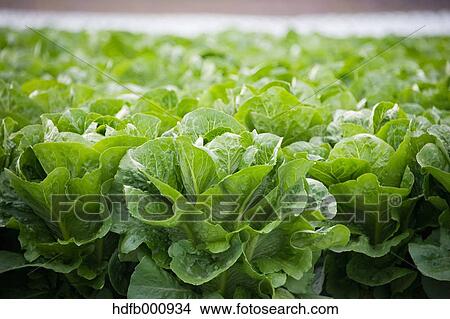 Lettuce View Large Photo Image Picture - Lettuce. Fotosearch